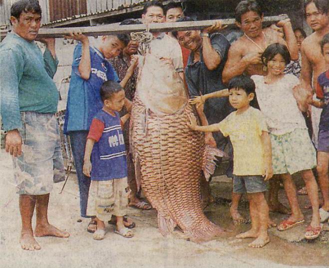 107%20Kg%20%20Siamese%20Giant%20Carp_1.jpg