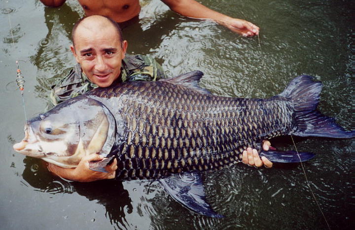 [Image: Giant%20Siamese%20Carp%2046.00%20Kg%20_1.jpg]