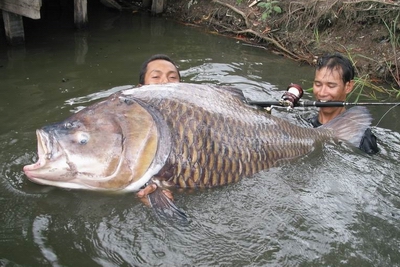 [Image: 120%20kg%20giant%20carp%20-%2003%20-%20J...202007.jpg]